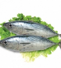 ca-ngu-tuoi-loai-1