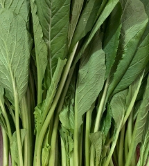 rau-cai-ngot