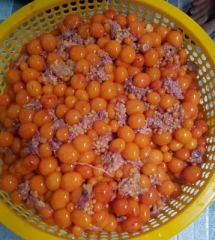 trung-ga-non