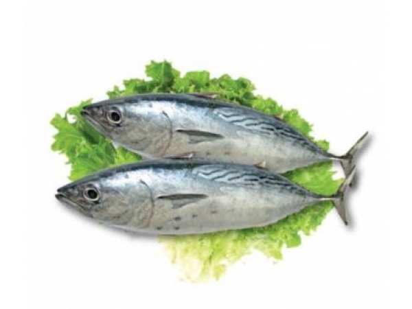 ca-ngu-tuoi-loai-1