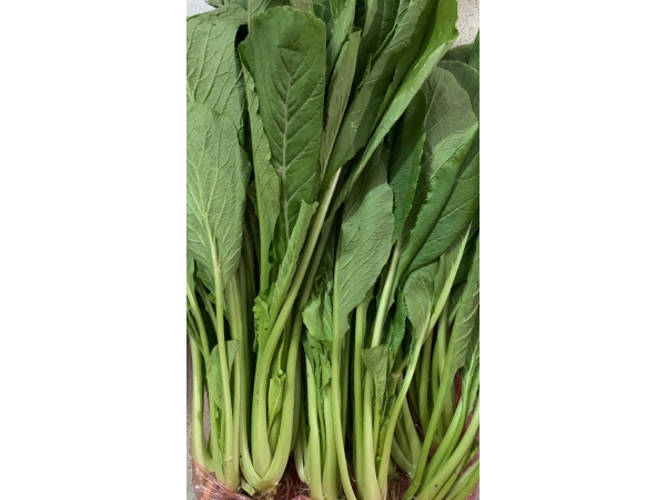 rau-cai-ngot