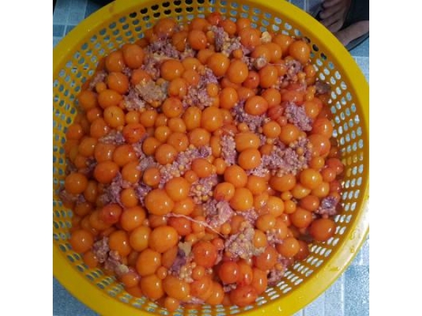 trung-ga-non
